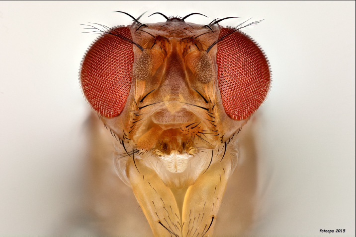 Drosophila.jpg